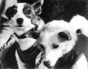 Sputnik 5 Dogs, Strelka and Belka