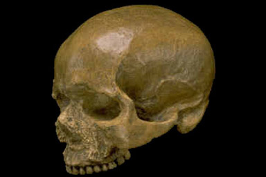 Cro-Magnon Skull