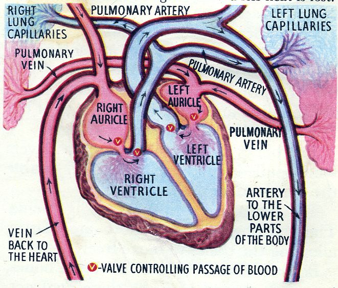 Crazy heart picture