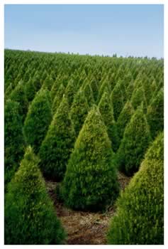 Christmas Tree Farm