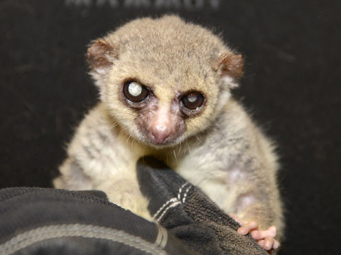 Jonas the lemur defied his small size by living to the age of 29. David Haring, Duke Lemur Center