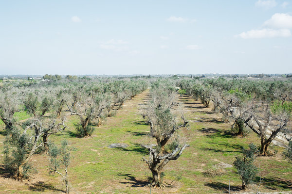 Dead Olive Trees in Italy