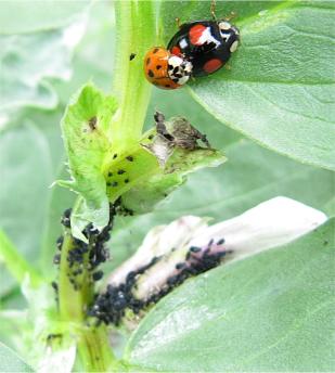 Two different ladybirds