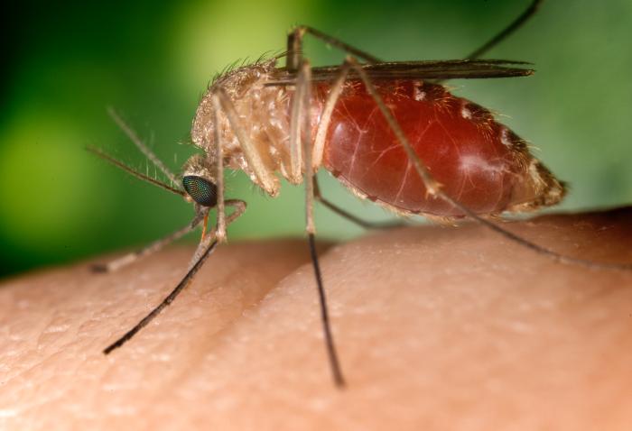 A Culex mosquito, the vector for West Nile fever, lands on a finger (phto by Jim Gathany) 