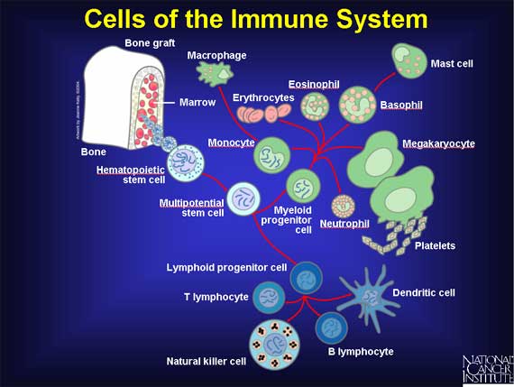 Cells of the Immune System by Karen Kelly
