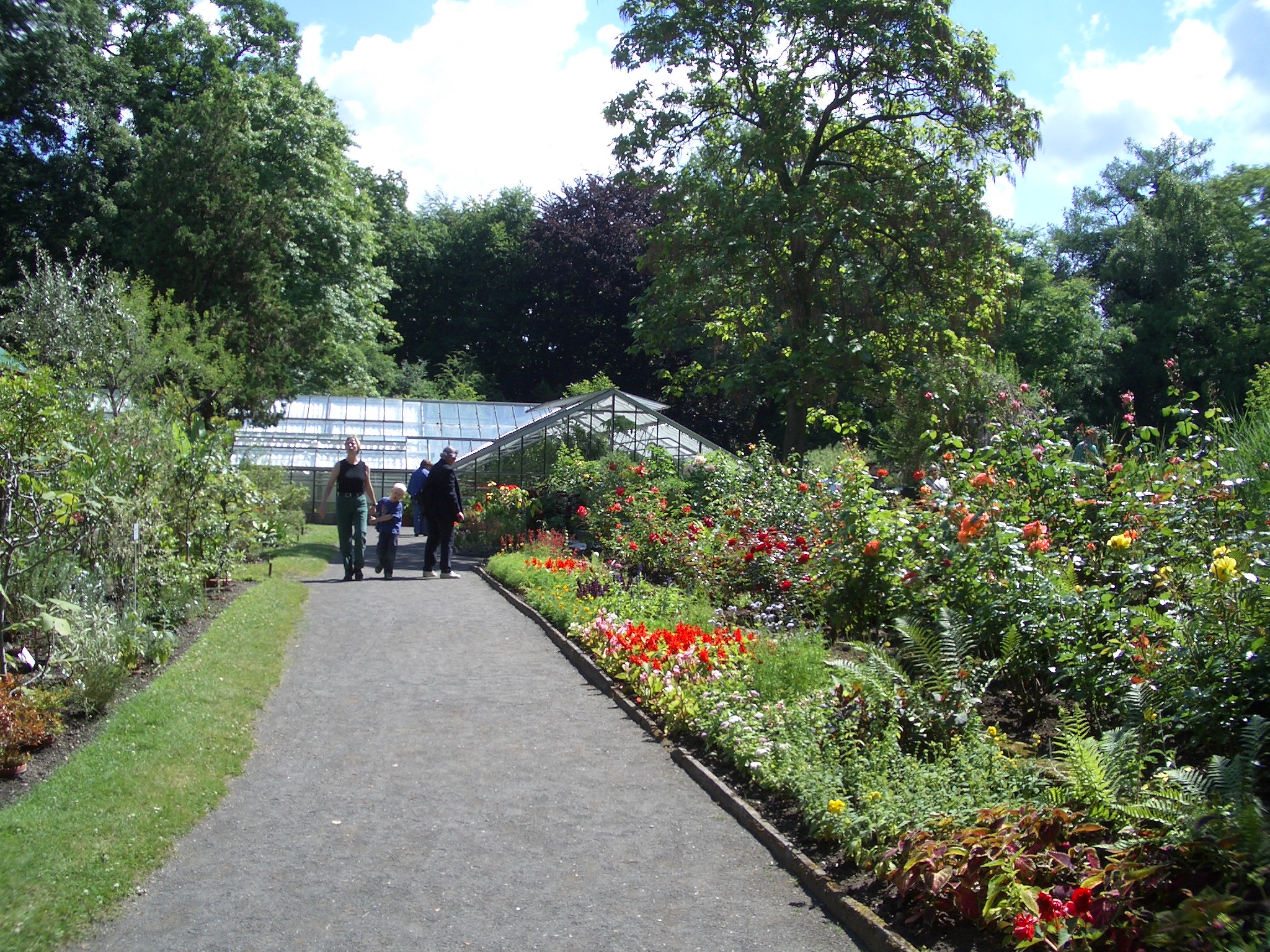 Cycas Male plant bears single male cone terminally but here you see two