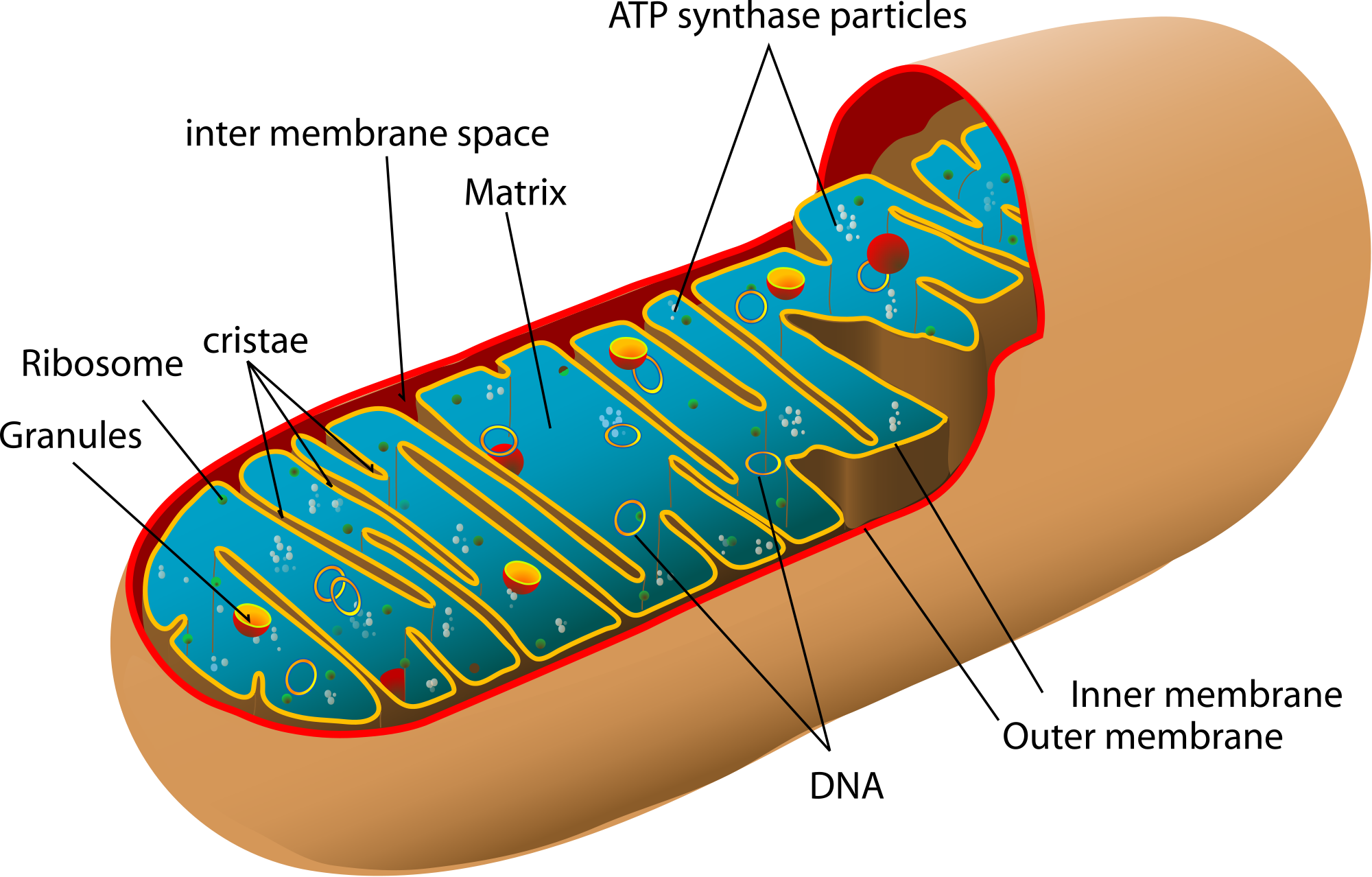 Mitochondrion diagram by Mariana Ruiz Villarreal