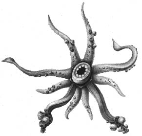 Chun, C. 1910. Die Cephalopoden