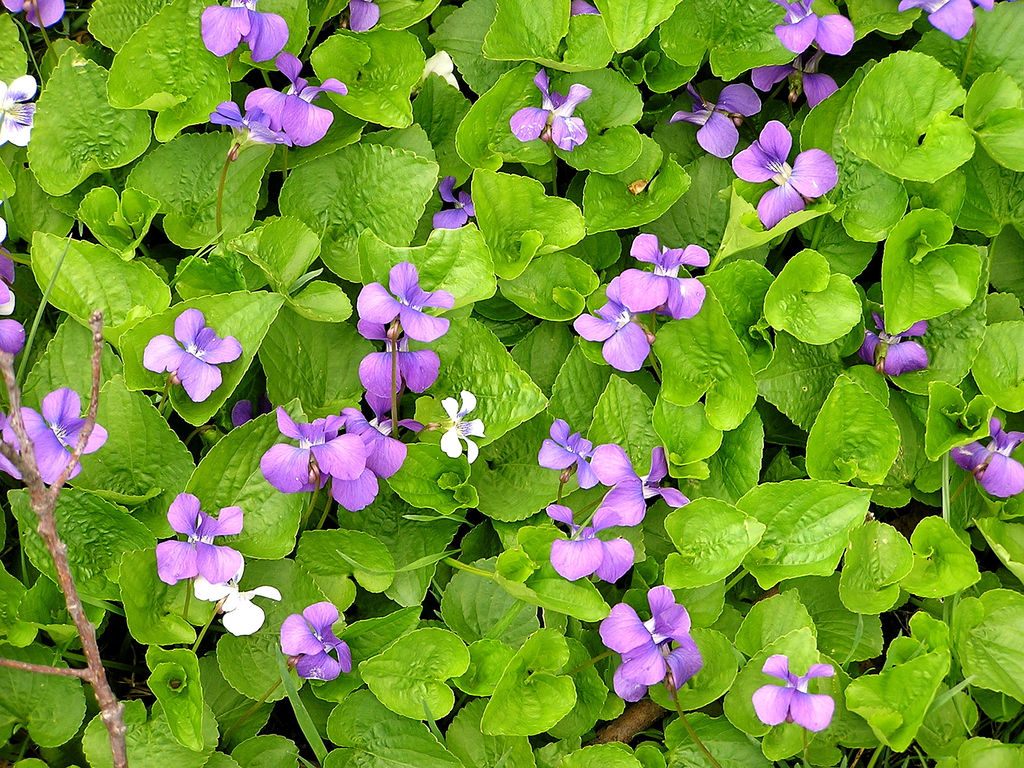 Carpet of wild violets, by Calliope/Muffet, via Flickr.com 