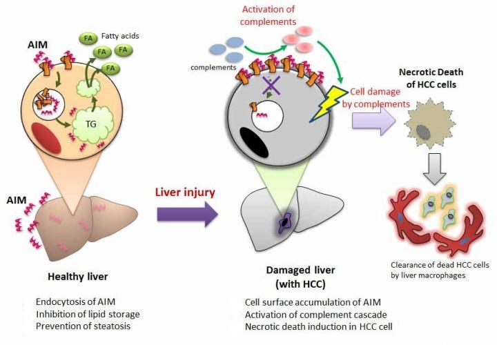 Apoptosis Inhibitor Of Macrophage Stops Liver Cancer In Its Tracks