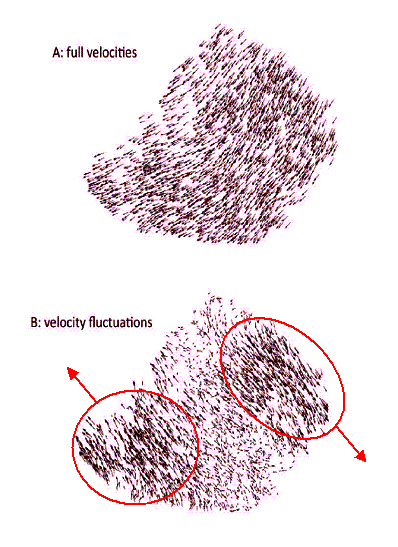 Velocities (top), and velocity fluctuations (bottom) in the same flock at the same instant of time. For clarity, the velocity arrows in the lower plot have been scaled up.