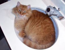 Here a cat, whose body fits perfectly within a sink, behaves like a liquid. William McCamment, CC BY-SA