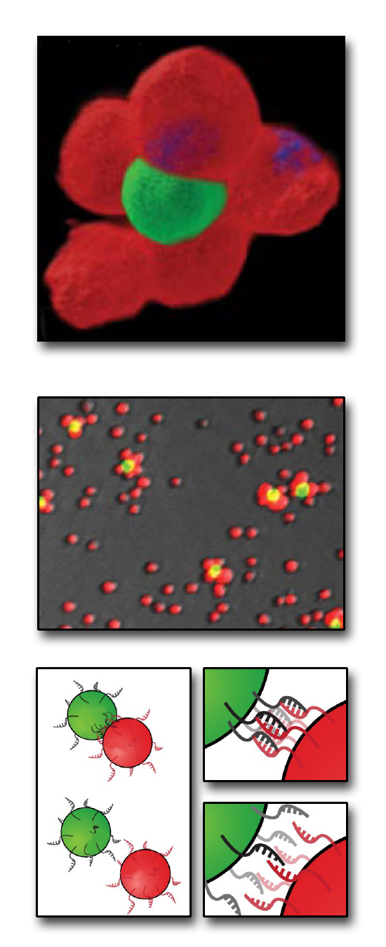  Bertozzi Group, Lawrence Berkeley National Laboratory