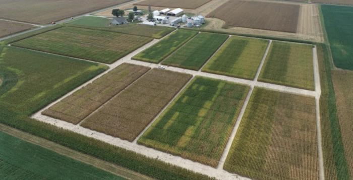 New Bacteria Optimization Could Boost Nitrogen-Fixing In Corn