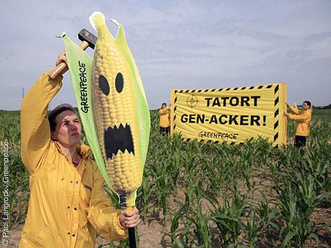 Illegal PIONEER Genetic Corn-Maize Field in Germany with GREENPEACE Activists