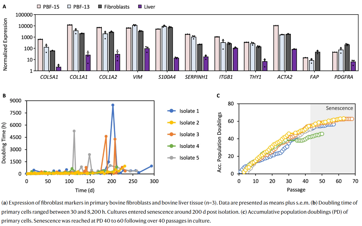 The Immortal Life Of Beef Cells