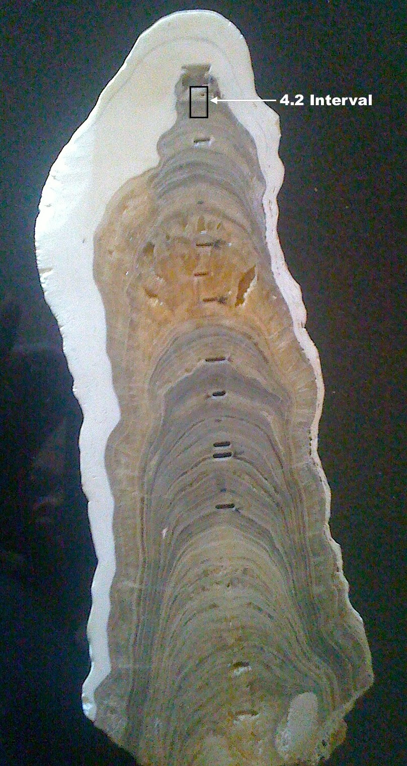 A portion of Indian stalagmite that was sectioned and analyzed layer by layer, and contains the layers chosen to define the beginning of the Late Holocene Meghalayan Age, 4,200 years ago. Credit – Stanley C. Finney, CSULB