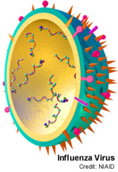 influenza virus