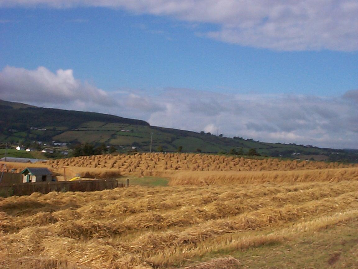 Wheat Field in Ireland