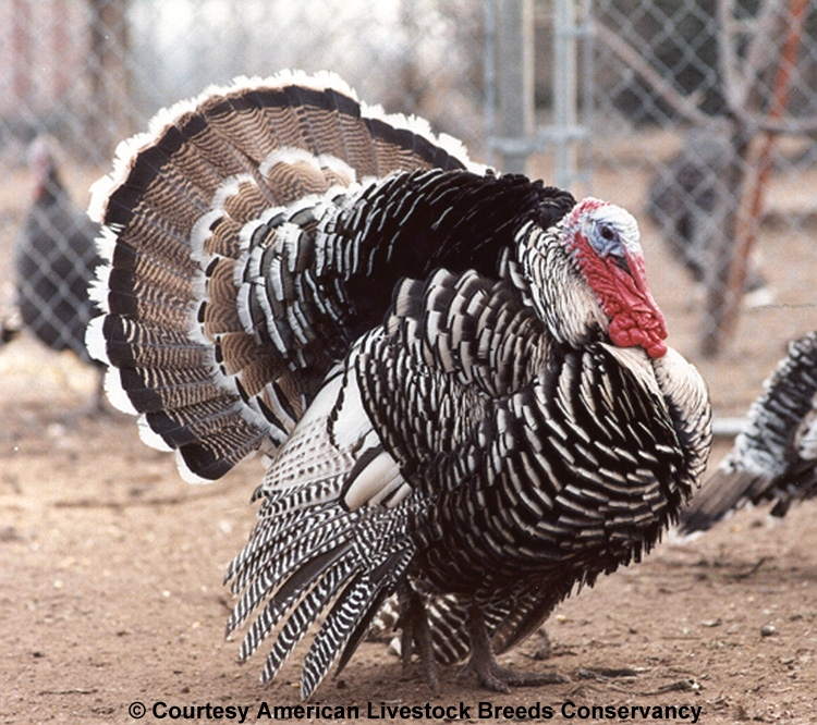 Narragansett Heritage Turkey