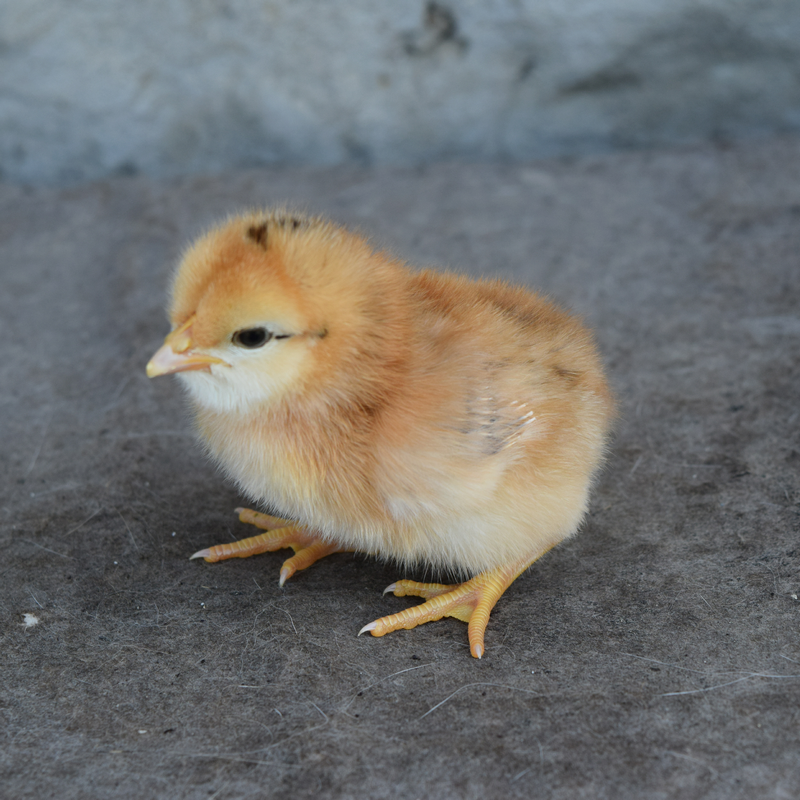 A Way To Kill Salmonella In Chickens Both MAHA And The Organic Side Can Agree On