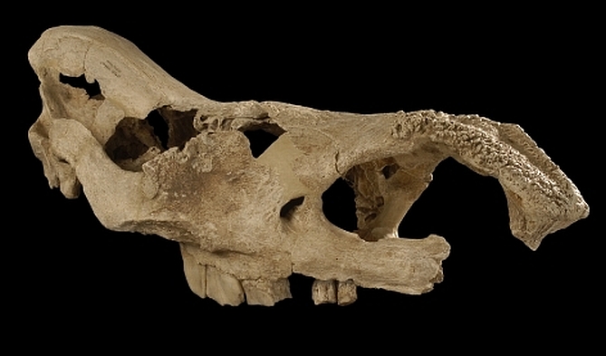 © Senckenberg Research Institute