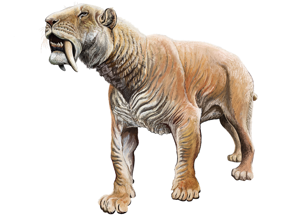 Smilodon North of the 49th Parallel