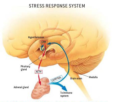 Stress Response System Stress Response System
