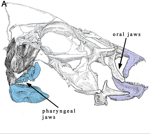 pharyngeal jaw pharngula evolution teeth