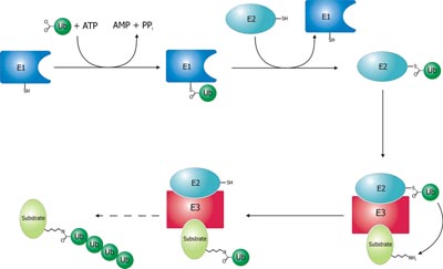 Ubiquitin Pathway