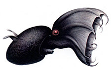 Vampyroteuthis infernalis, the vampire squid