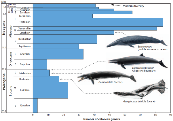 http://www.science20.com/files/images/whale1_0.png