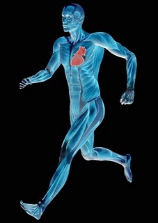 Your Pre-Exercise Heart Rate May Signal A Sudden Cardiac Attack
