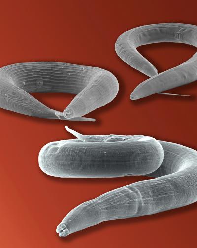 Nematodes And The Evolution Of Parasitism