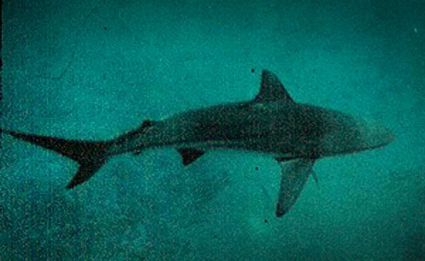 'Tidbit' The Shark Was Not Just Pregnant - It Was A Virgin Birth