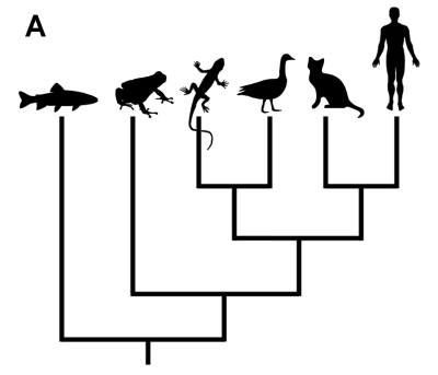 Do You Understand Evolutionary Trees? (Part Two)