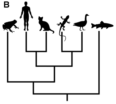 Do You Understand Evolutionary Trees? (Part One) | Science 2.0