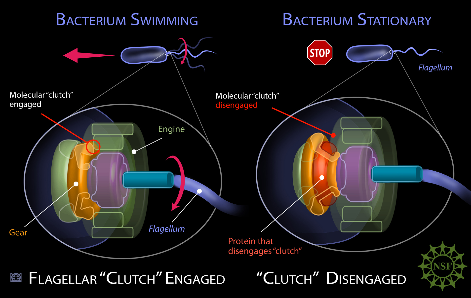 Molecular 'Clutch' Of Bacterium Is Detached By Protein | Science 2.0