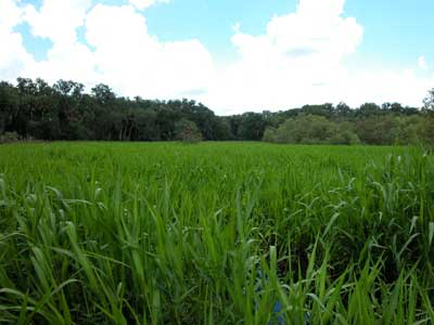 Being Green Causes Happiness - Study