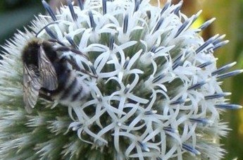 Honeybee in a London park