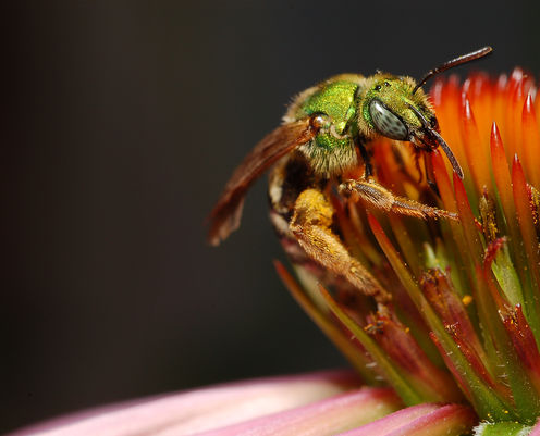 https://www.science20.com/files/images/051215_bees_hives.jpg