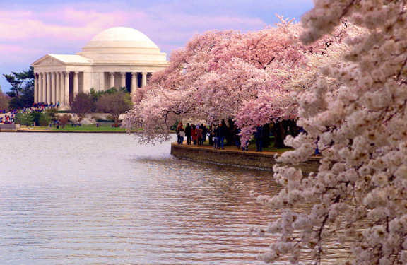 Cherry Blossoms in Washington D.C.