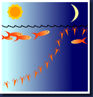 Vertical Migration of Plankton