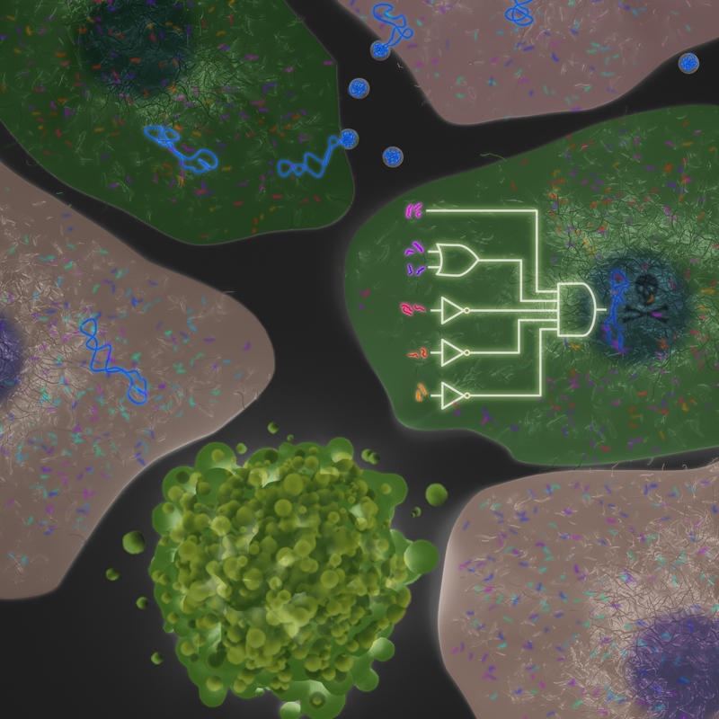 Biological Computer Identifies And Kills Cancer Cells