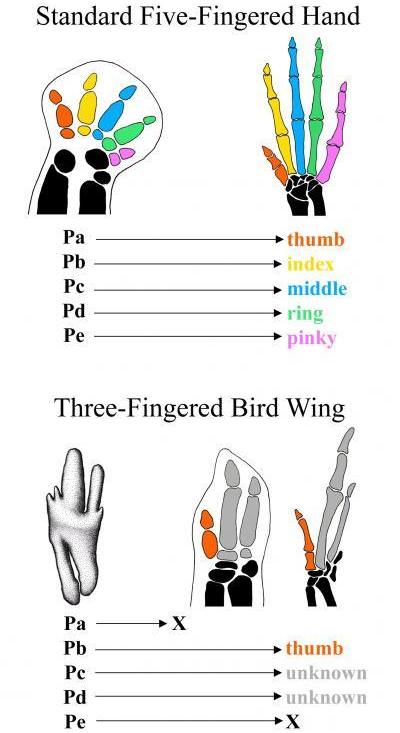 The Bird Digit Mystery