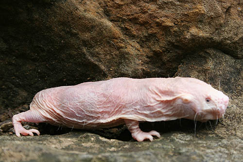 Naked Mole Rat Genome Sequenced: Key To Fighting Cancer And Old Age?