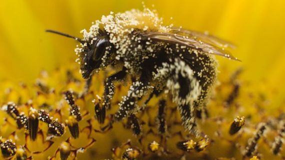 Neonicotinoids And The Beepocalypse That Never Was