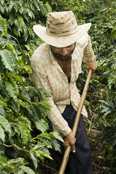 The Livelihood Of Small Coffee Growers Is Threatened By A Plant Disease