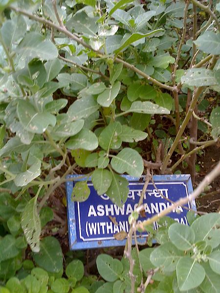 Withania somnifera (Ashwaganda)  is one of the most valued medicinal plant in Ayurveda