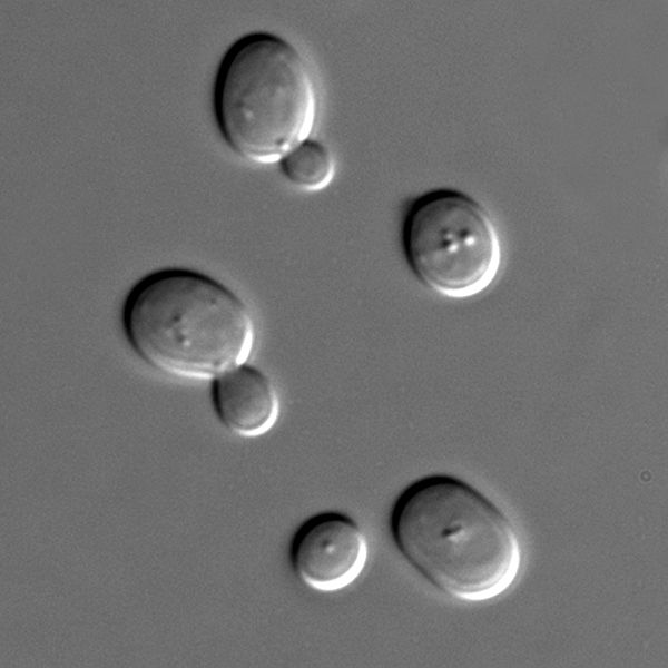 Synthetic Yeast Chromosomes